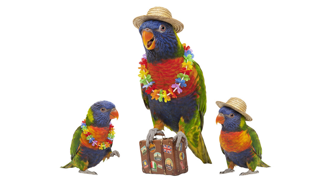 contact compare travel insurance