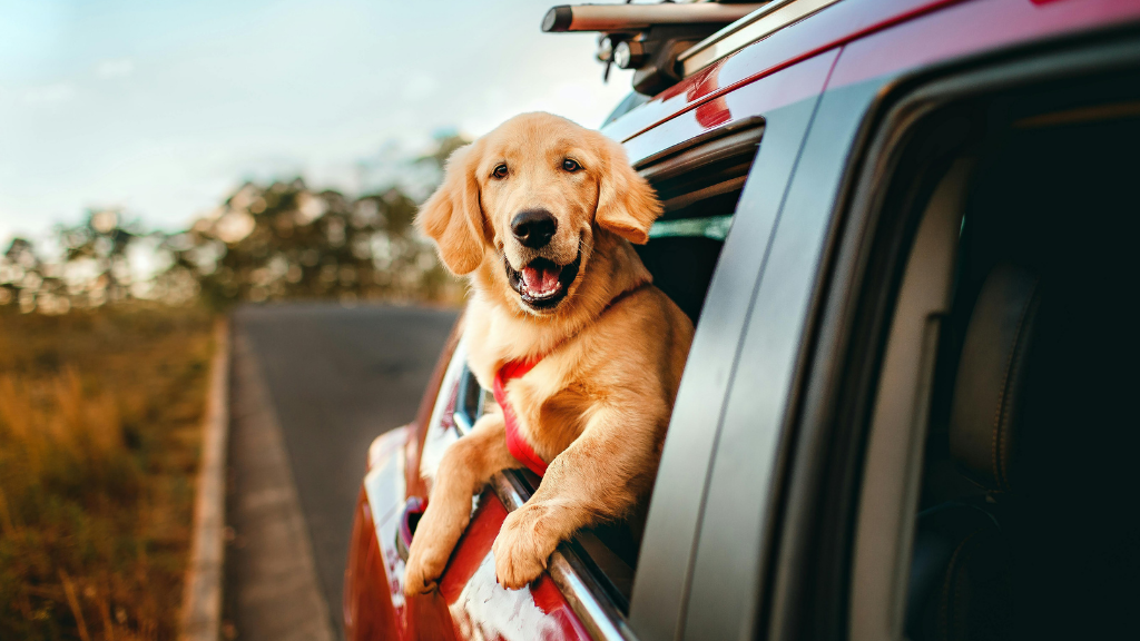 golden retriever dog in red car