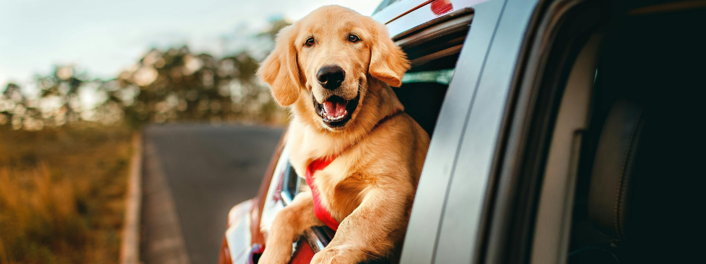 golden retriever dog in red car