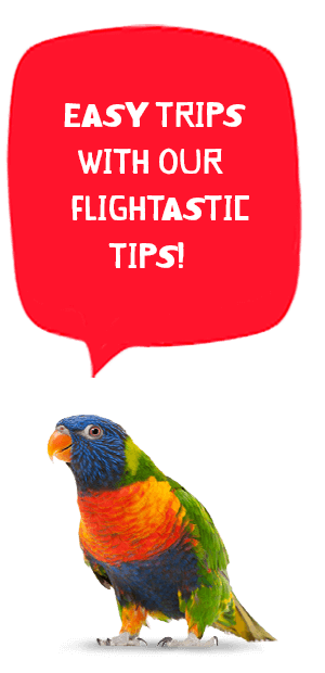 flying pet tips